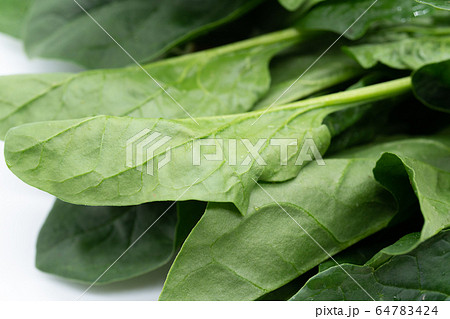 ほうれん草 64783424