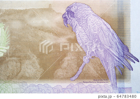 Military macaw a portrait from Venezuelan money 64783480