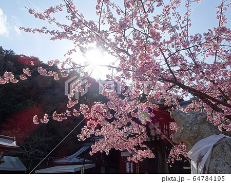 大きな口を開けた狛トラと太陽の光を浴びた桜 大きな口を開けた狛トラと太陽の光を浴びた桜 64784195