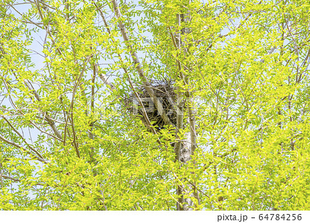 鳥の巣と新緑　烏の巣　繁殖　新緑　イメージ素材　鳥獣保護法 64784256