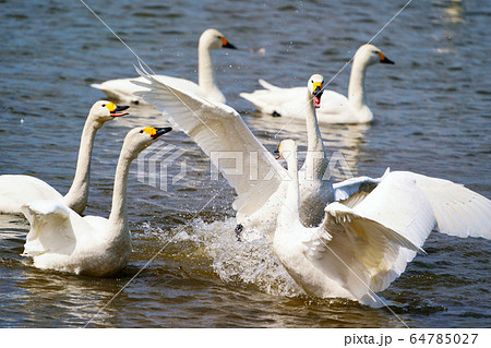 コハクチョウ　クッチャロ湖　”浜頓別町” 64785027