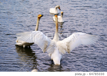 コハクチョウ　クッチャロ湖　”浜頓別町” 64785030