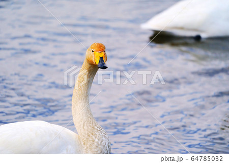 コハクチョウ　クッチャロ湖　”浜頓別町” 64785032
