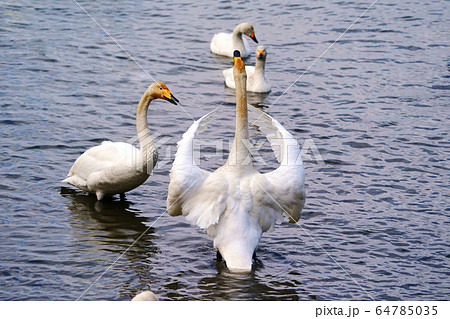 コハクチョウ　クッチャロ湖　”浜頓別町” 64785035