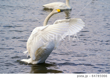 コハクチョウ　クッチャロ湖　”浜頓別町” 64785066