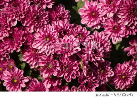chrysanthemum flowers 64785645