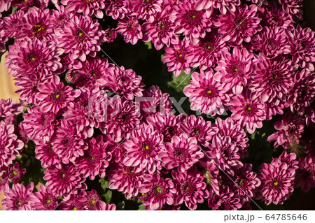 chrysanthemum flowers 64785646