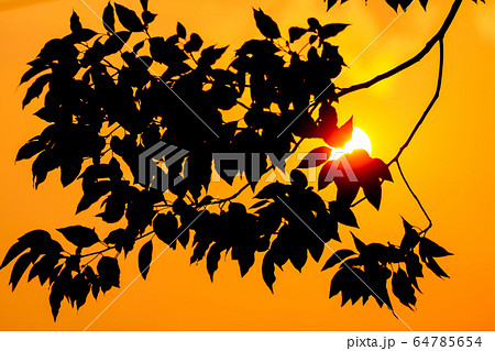 Young Leaf of Cinnamomum camphora tree Young Leaf of Cinnamomum camphora tree 64785654