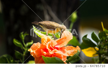 Closeup of Small Bird on Orange Hibiscus 64785710