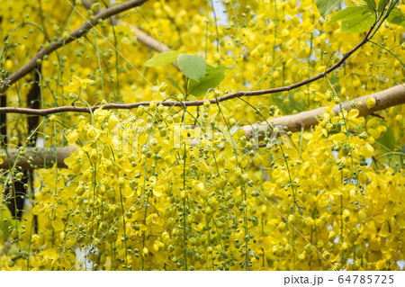 Small Yellow Flower or Cassia fistula flower Small Yellow Flower or Cassia fistula flower 64785725