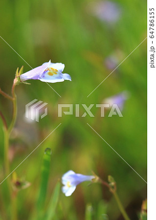 トキワハゼ 64786155