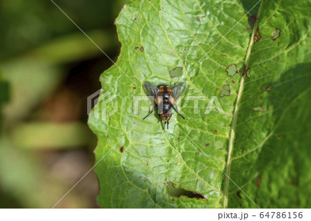 セスジハリバエ 64786156