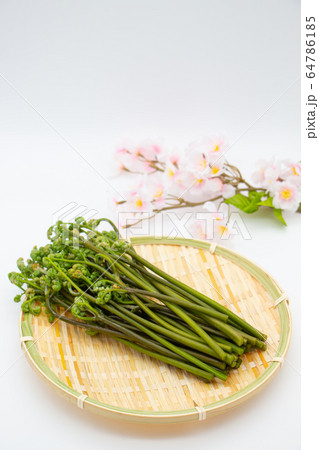 春の風物詩　山菜　わらび 64786185