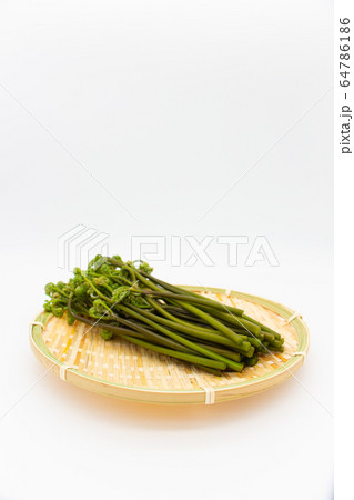 春の風物詩　山菜　わらび 64786186