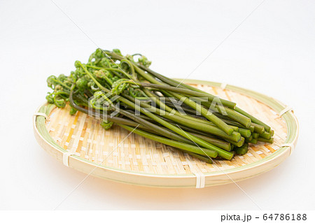 春の風物詩　山菜　わらび 64786188