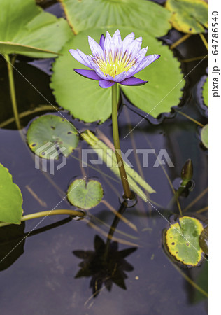 The beauty of the Purple Lotus Bloom in ponds And the reflection. 64786540