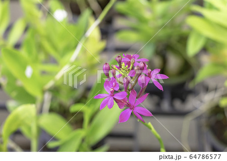 Beautiful Pink Iphee Orchid Background blurred leaves in the garden. Beautiful Pink Iphee Orchid Background blurred leaves in the garden. 64786577