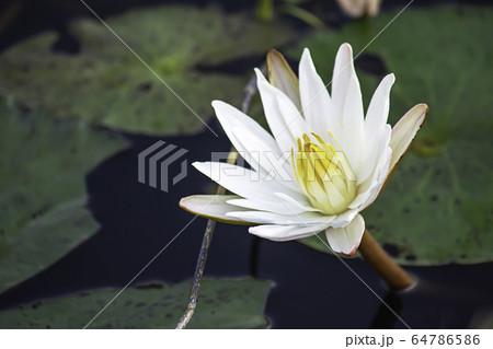 The beauty of the White Lotus Bloom in ponds 64786586