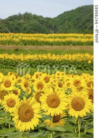 南光ヒマワリ畑 ひまわりの花畑 兵庫観光スポット 暑中見舞い イメージ素材 の写真素材