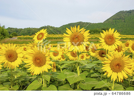 南光ヒマワリ畑　ひまわりの花畑　兵庫観光スポット　暑中見舞い　イメージ素材　 64786686