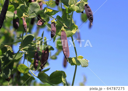 ツタンカーメンのエンドウ豆の写真素材