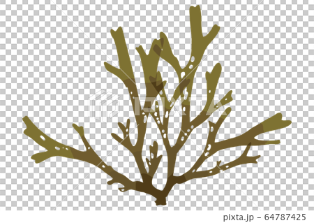 海藻 褐藻類 ベクター素材 アミジグサ 海藻 褐藻類 ベクター素材 アミジグサ 64787425