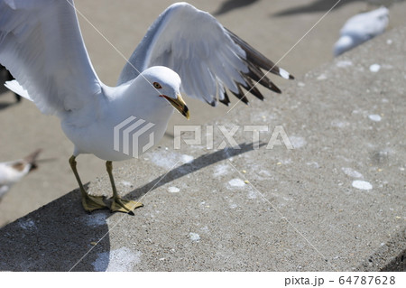 翼をひろげて — 埠頭に立つかもめ 64787628
