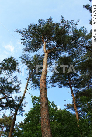 青空に向かって高く伸びるアカマツ：垂直の構造美と自然の力 64787631