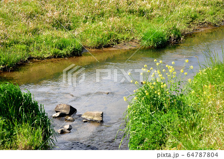 春の小川　春の風景　春のイメージ　水ぬるむ　里山風景　 64787804