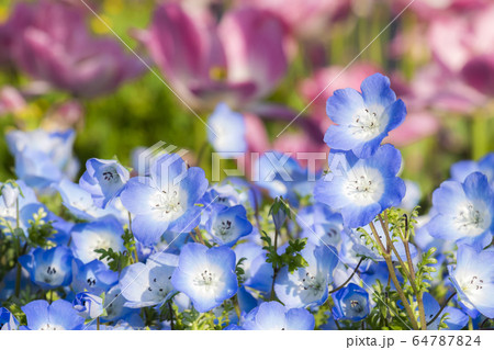 ネモフィラ ネモフィラ 64787824