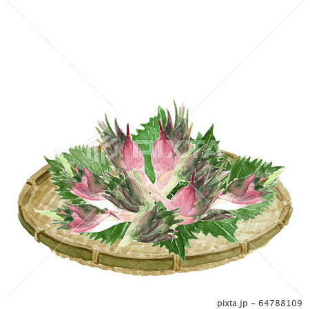 水彩 みょうが ミョウガ 茗荷 ザル シソの葉 大葉のイラスト素材