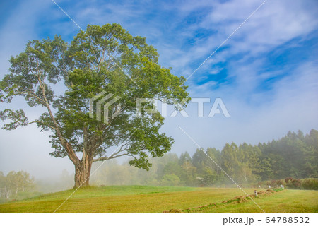 長野県　開田高原　木曽馬の里　朝霧の中の一本木 64788532