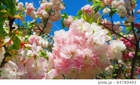 八重桜のある風景 八重桜のある風景 64789403