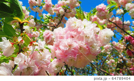 八重桜のある風景 八重桜のある風景 64789404