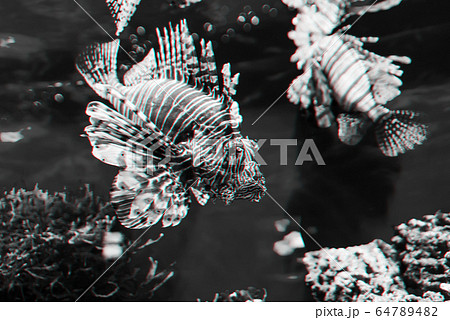 exotic fish red lionfish Pterois volitans swims in water in an aquarium 64789482