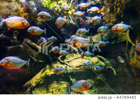 colony of predatory piranha fish swims underwater 64789485