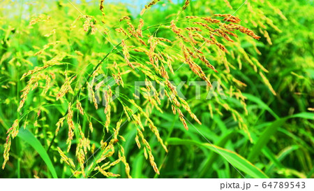 セイバンモロコシと青空の風景 セイバンモロコシと青空の風景 64789543