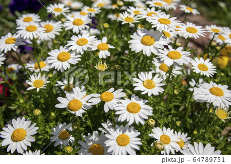 マーガレット 64789751