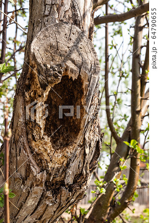 Hollow in an old tree Hollow in an old tree 64790655