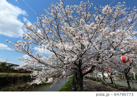 上牧町の桜並木 64790773