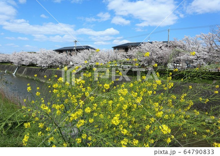 上牧町の桜並木 64790833