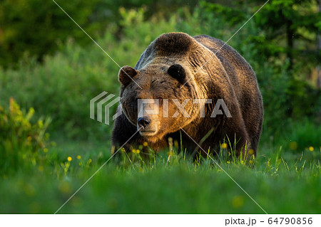 Huge brown bear male standing on a meadow looking forward in summer at sunset. 64790856