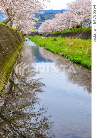 琴海利根川の桜　【長崎市】 64790894