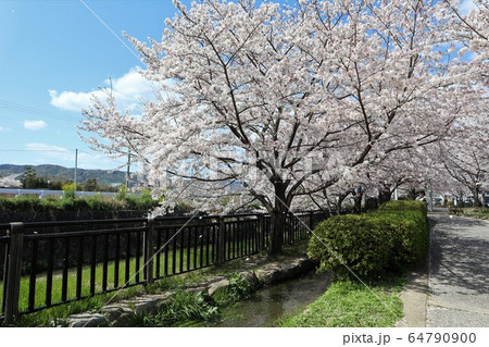 上牧町の桜並木 64790900