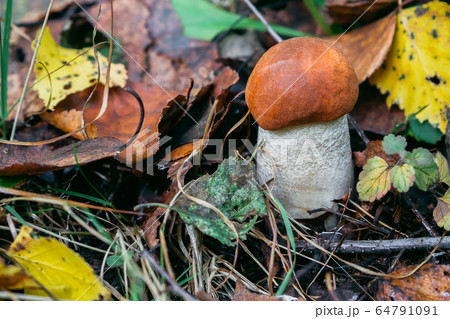 aspen in the forest among the foliage in autumn 64791091