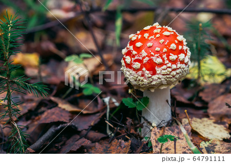 Amanita muscaria mushroom in the forest 64791111