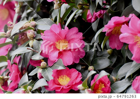 三鷹中原に咲くピンクのカンツバキの花 三鷹中原に咲くピンクのカンツバキの花 64791263