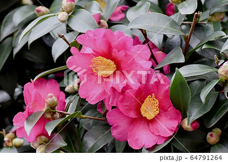 三鷹中原に咲くピンクのカンツバキの花 三鷹中原に咲くピンクのカンツバキの花 64791264