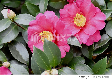 三鷹中原に咲くピンクのカンツバキの花 三鷹中原に咲くピンクのカンツバキの花 64791266