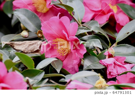 三鷹中原に咲くピンクのカンツバキの花 三鷹中原に咲くピンクのカンツバキの花 64791301